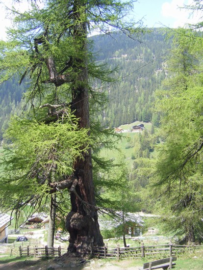 LARICE DA LONTANO- VAL D'ULTIMO 