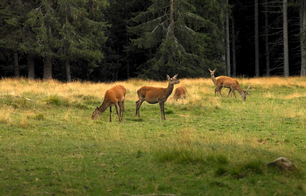 Trekking Cromatici in Val di Fiemme, Trentino - PaesiOnLine