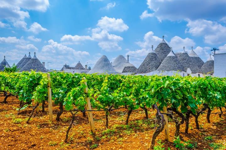 strade del vino puglia_780364678