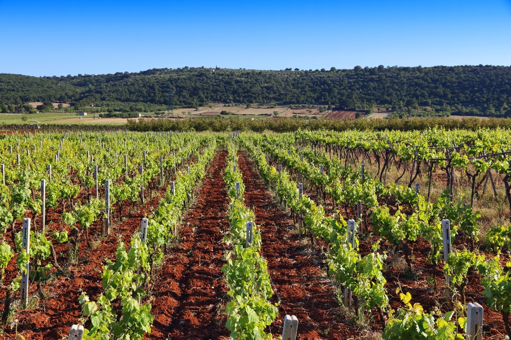 strade del vino del salento_2136522035