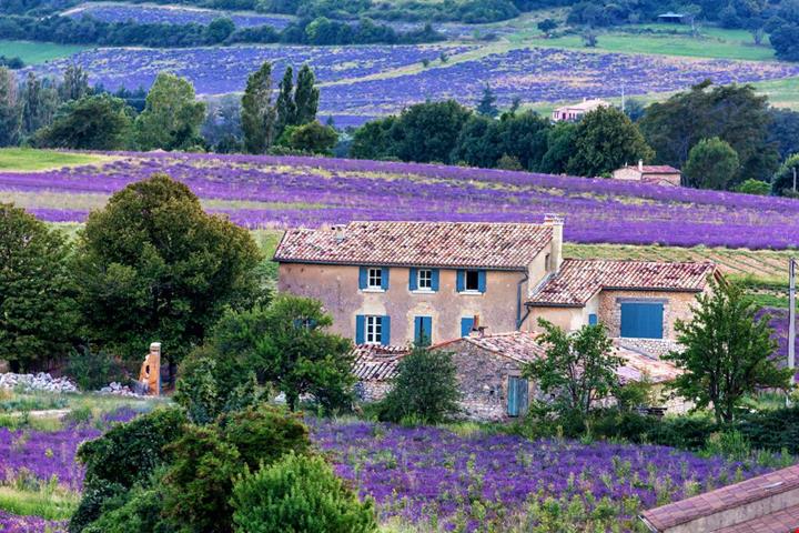 fioritura lavanda provenza_662561254