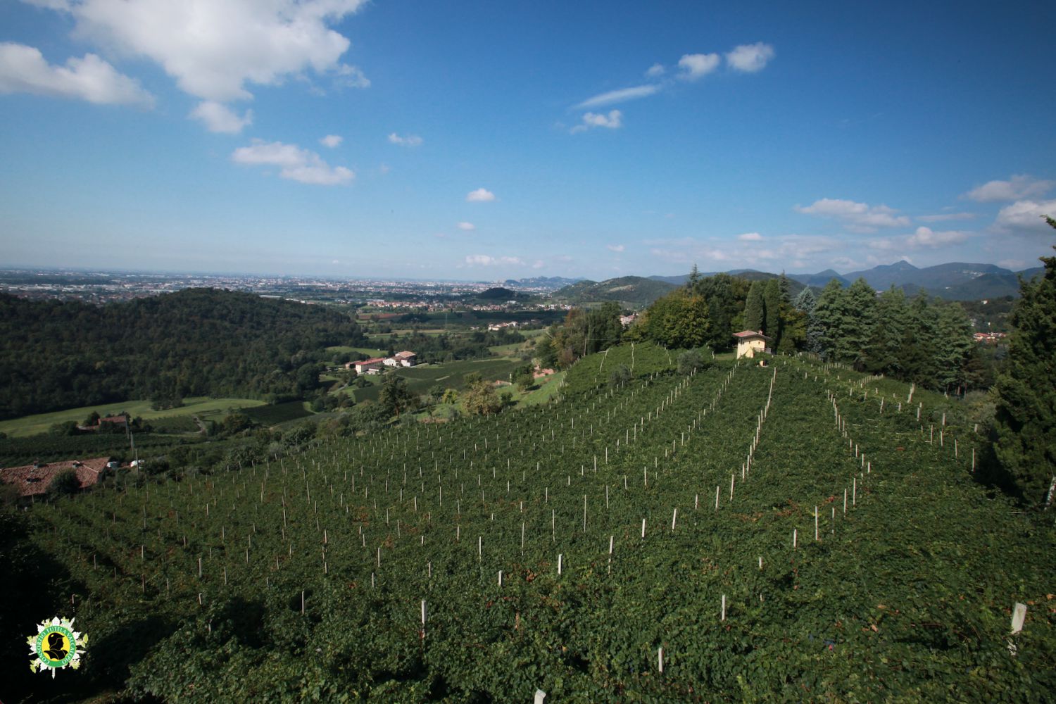 Consorzio Tutela Valcalepio per etichette Doc | PaesiOnLine