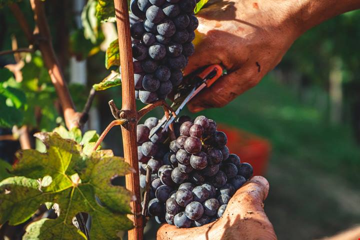 Cantine aperte, la vendemmia 2022 è all’insegna dell’enoturismo – PaesiOnLine