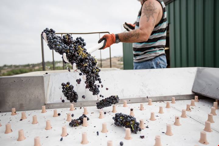 Cantine aperte, la vendemmia 2022 è all’insegna dell’enoturismo – PaesiOnLine