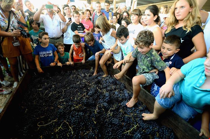 fico-vendemmia-1.JPG