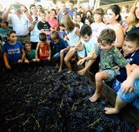 fico-vendemmia-1.JPG fico-vendemmia-1.JPG