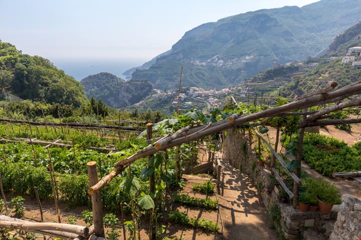 Vigneti bassa Campania_1384112477