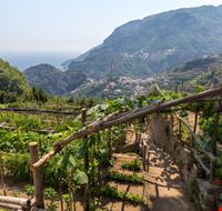 Vigneti bassa Campania_1384112477 Vigneti bassa Campania_1384112477