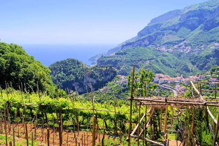 Vigneti con vista nella bassa Campania | PaesiOnLine
