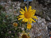 fiore