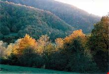 Bosco dell'Appennino