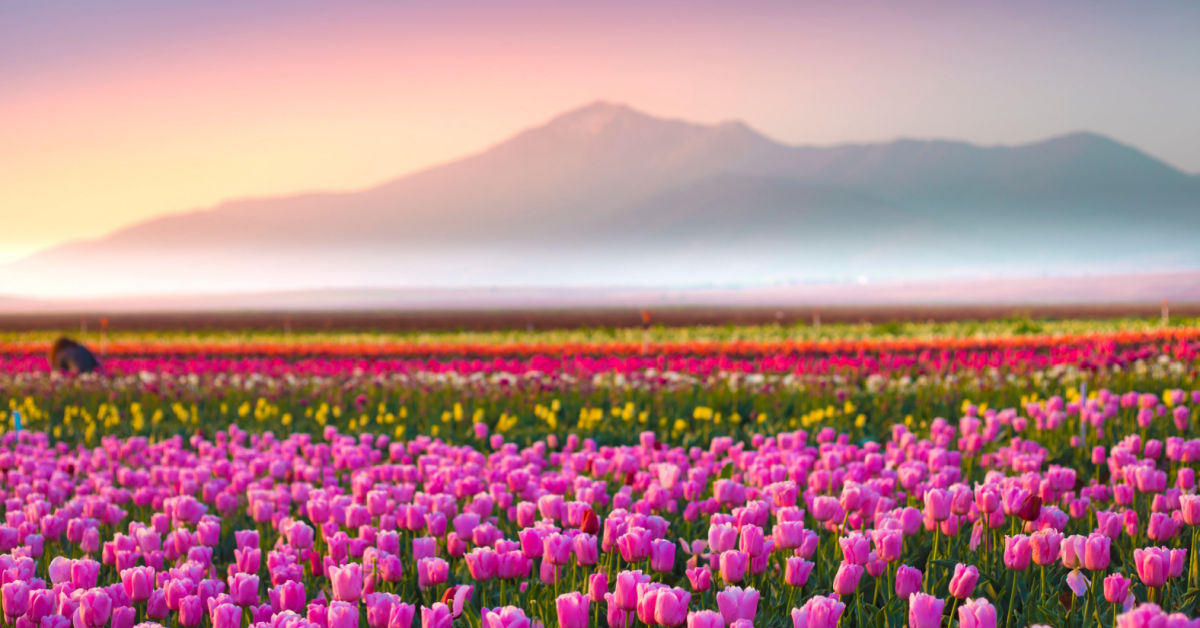 Sbocciano i tulipani: la meraviglia dei fiori di primavera colora anche l'Italia
