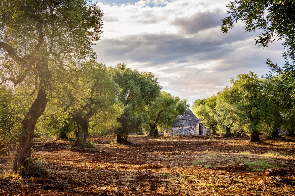 Ulivi monumentali Puglia_593980676