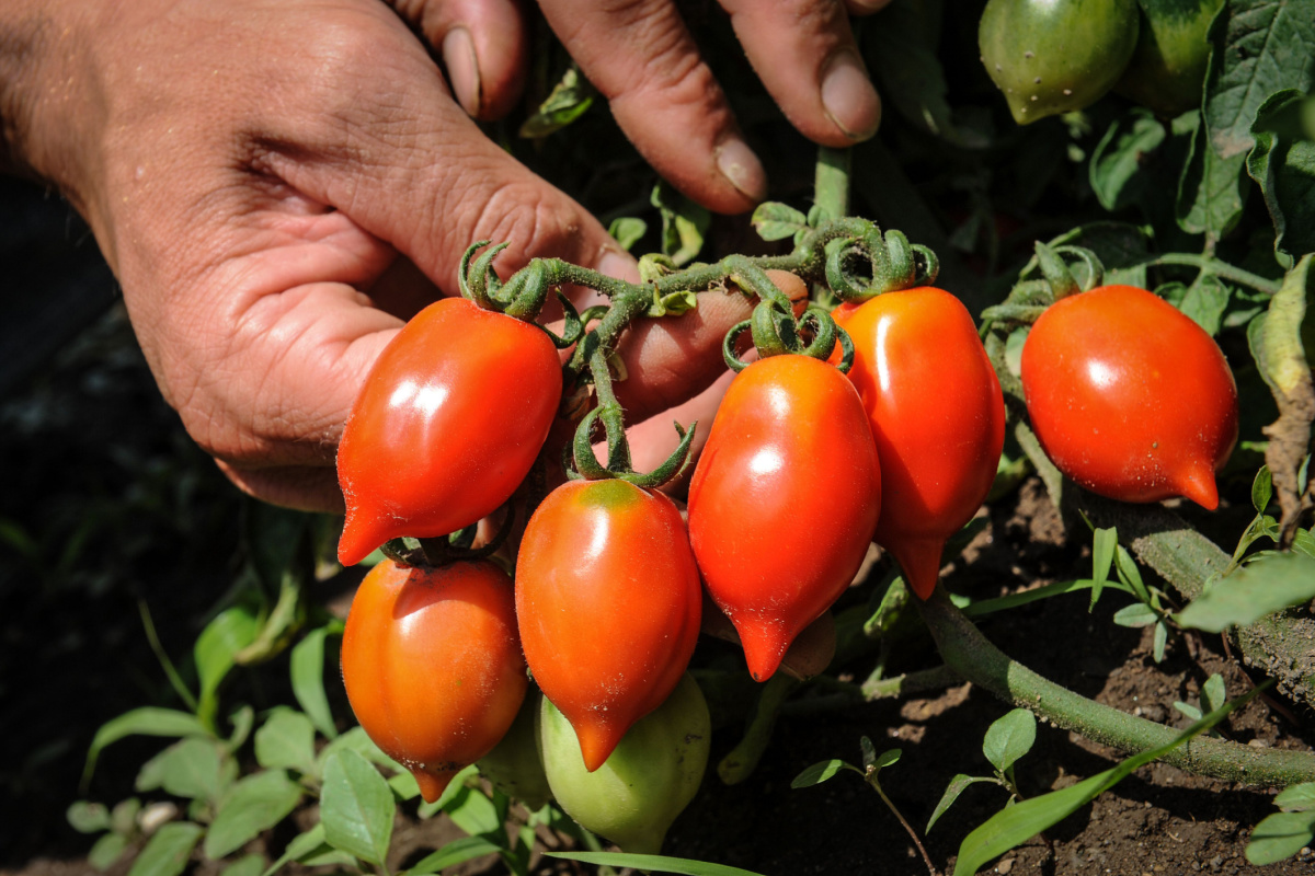 Pomodori Campania
