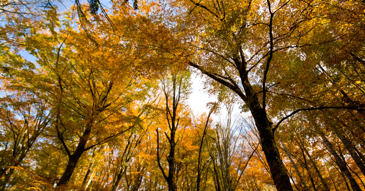 Un autunno “fuori stagione”: 3 idee per una vacanza originale e sincera | PaesiOnLine