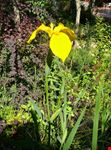 Iris acquatico