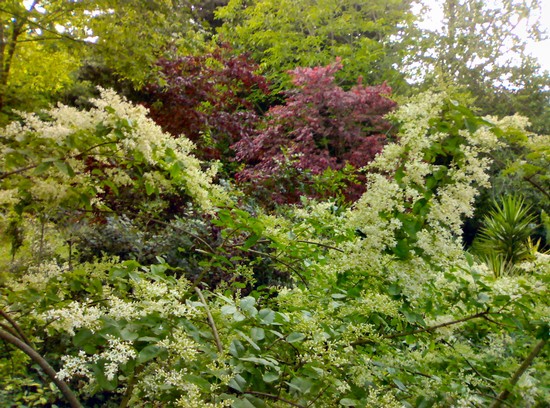Ligustrum in fiore