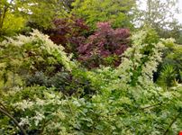 Ligustrum in fiore