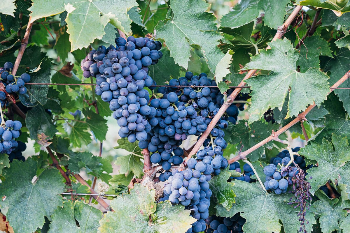 L’anima autentica dell’Abruzzo: Terramàne, un viaggio tra storia, gusto e natura immersi nelle verdi colline.