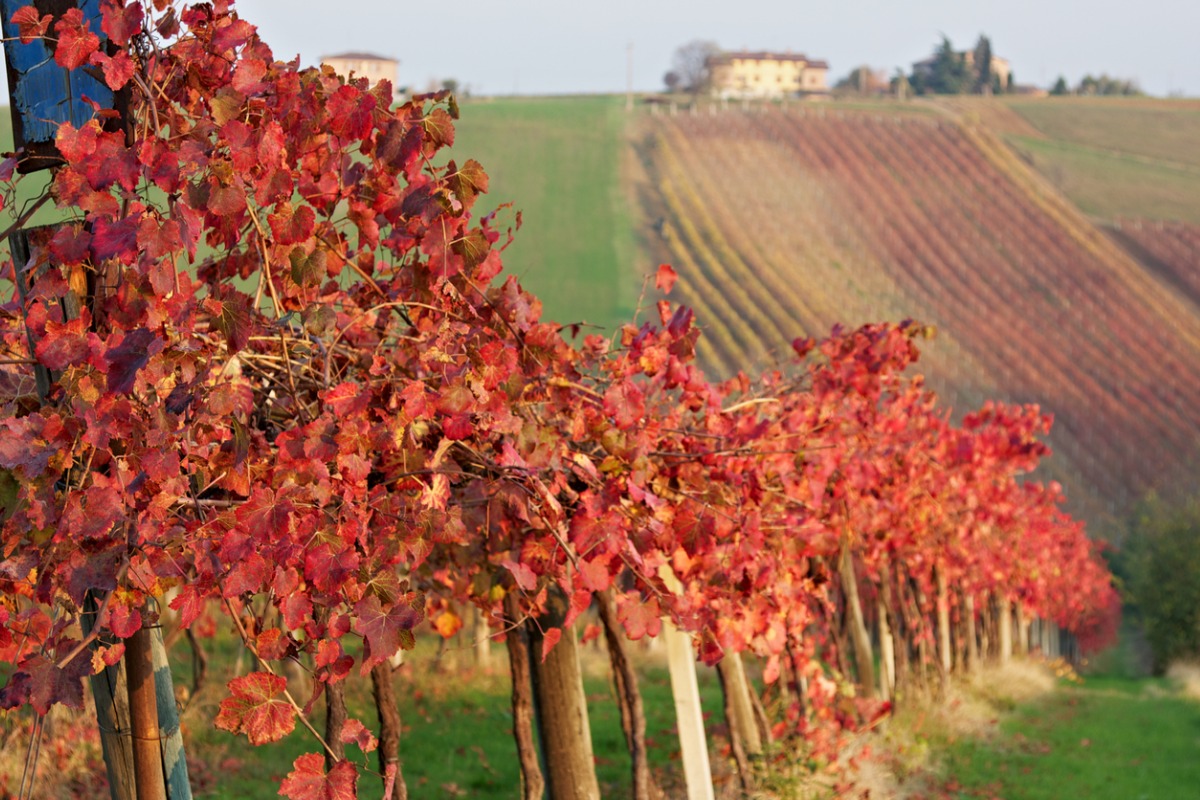 Immerso tra le dolci colline emiliane scandite da filari e tralci di vite sorge un borgo medievale che è rinomato per il suo vino d’eccellenza