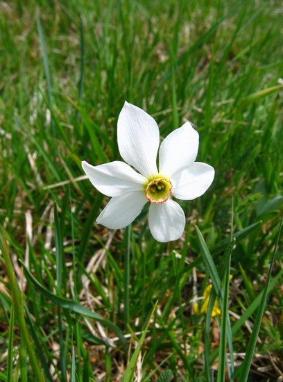 Foto Giunchiglia A Filattiera 408x550 Autore Alicia