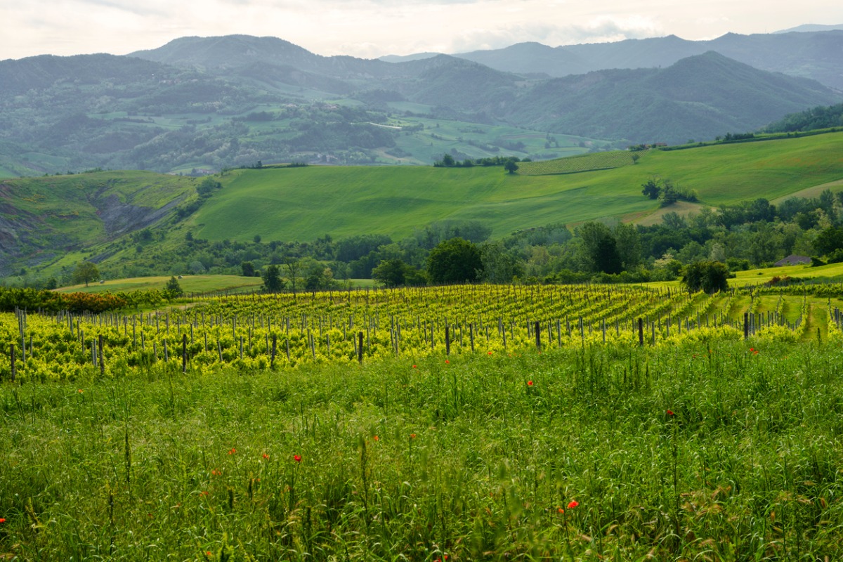 Tra le profumate vigne dei dolci colli piemontesi, sorge un piccolo borgo di origine medievale che è una vera e propria delizia