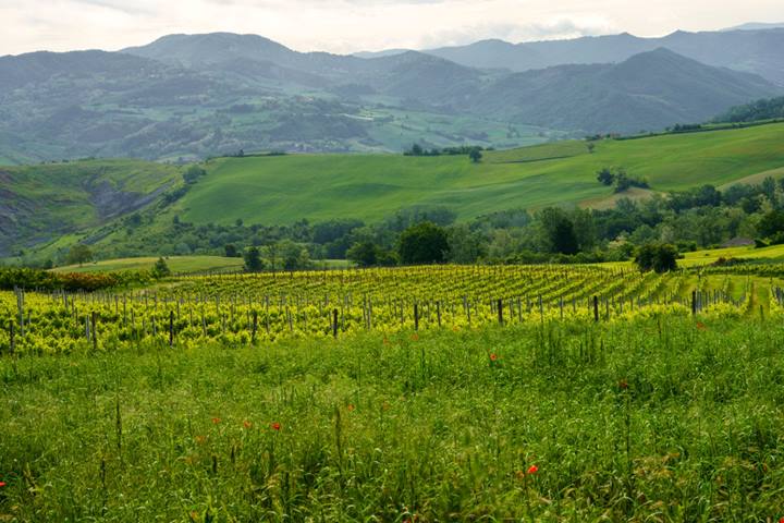 Tra le profumate vigne dei dolci colli piemontesi, sorge un piccolo borgo di origine medievale che è una vera e propria delizia