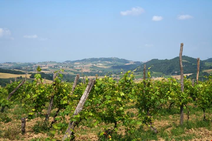 Tra le profumate vigne dei dolci colli piemontesi, sorge un piccolo borgo di origine medievale che è una vera e propria delizia