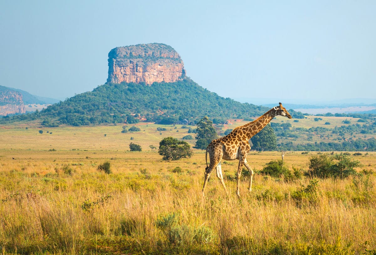 Sudafrica-958201790