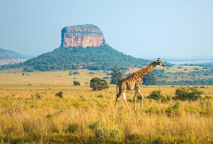 Sudafrica-958201790