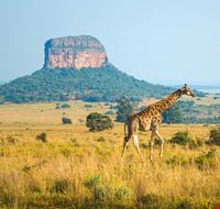Sudafrica-958201790 Sudafrica-958201790