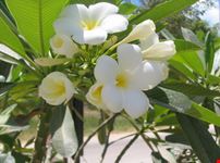 frangipani