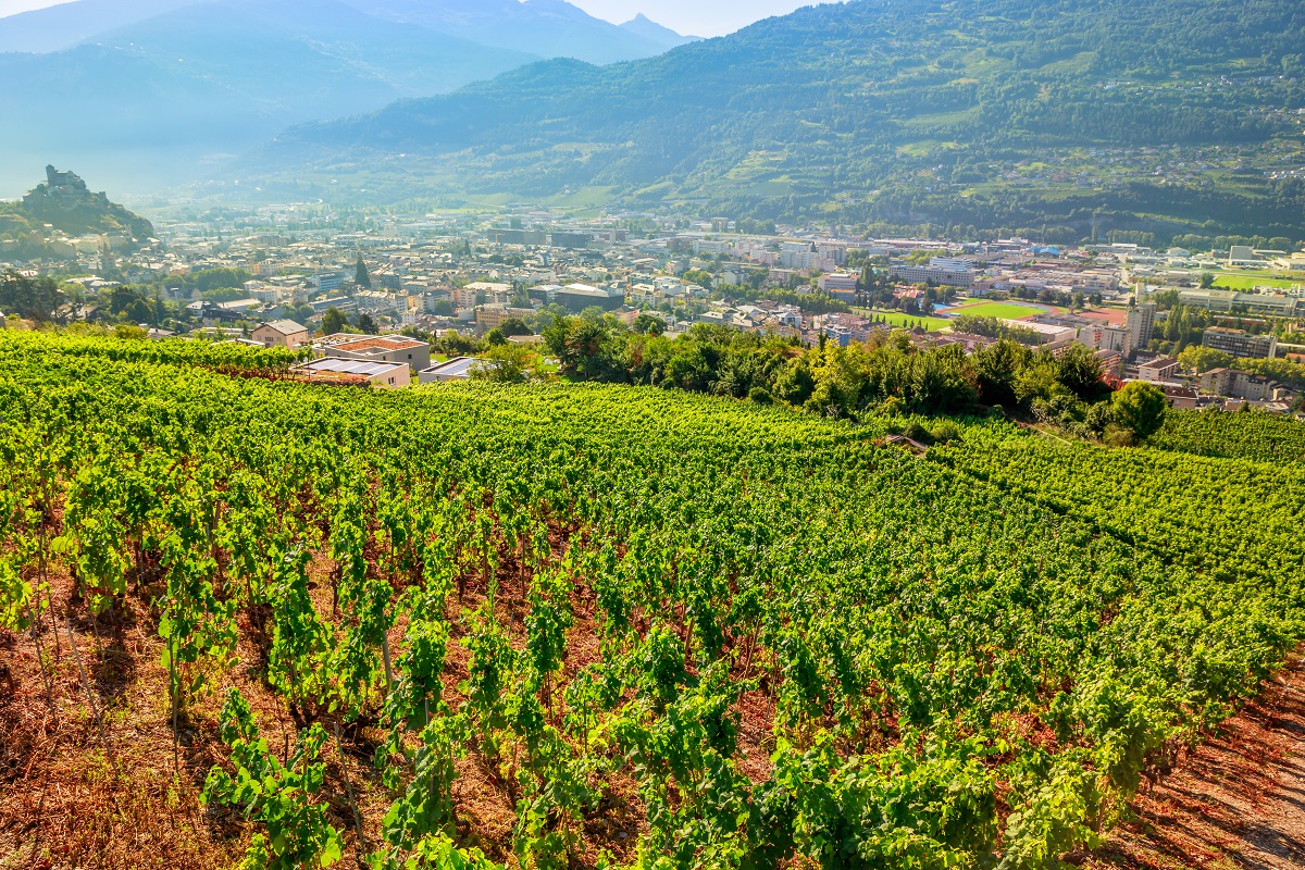 I vigneti ad alta quota del Vallese