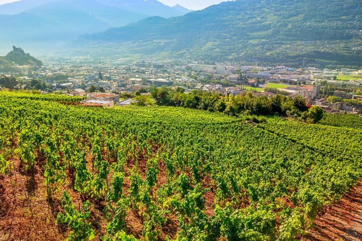 I vigneti ad alta quota del Vallese