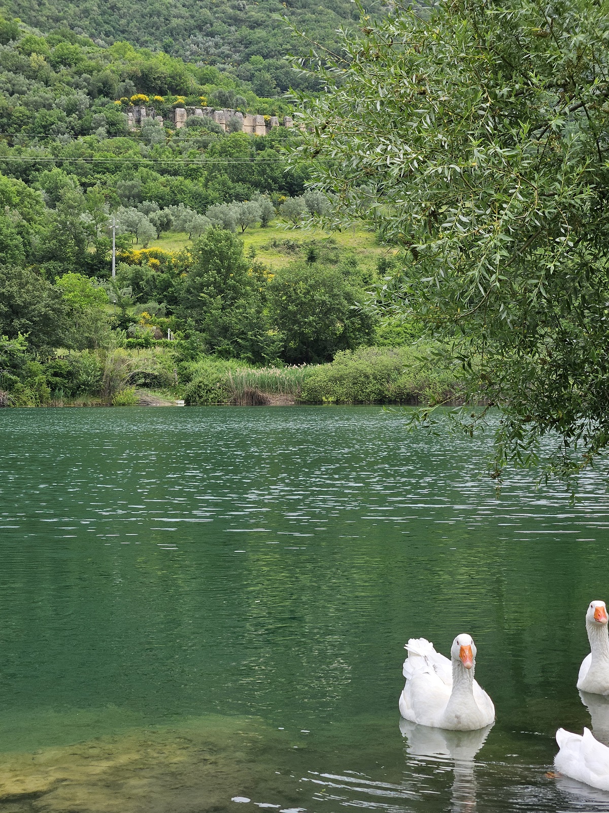 Tra ville imperiali, ninfei segreti e delizie enogastronomiche: un viaggio sulle orme di Vespasiano, nel cuore della storia romana, accompagnati dallo storico Pietro Nelli