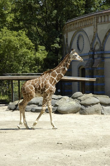 Una giraffa del giardino zoologico