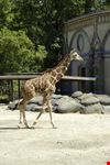 Una giraffa del giardino zoologico
