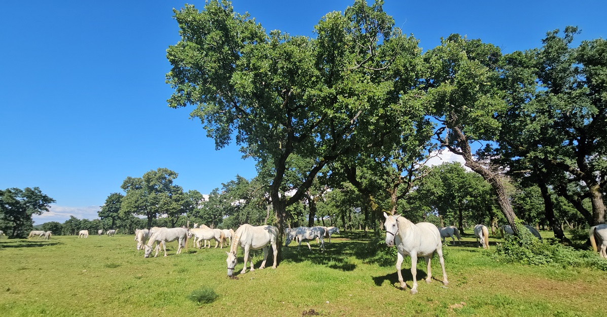 Lipiza_Cavalli al pascolo_Foto © Voicesearch.travel_