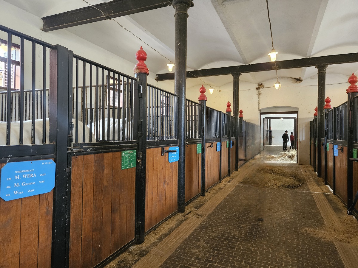 I leggendari cavalli di Lipiza: un' esperienza indimenticabile a pochi passi da Trieste