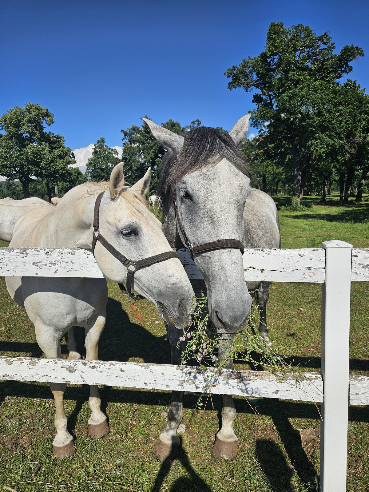 I leggendari cavalli di Lipiza: un' esperienza indimenticabile a pochi passi da Trieste