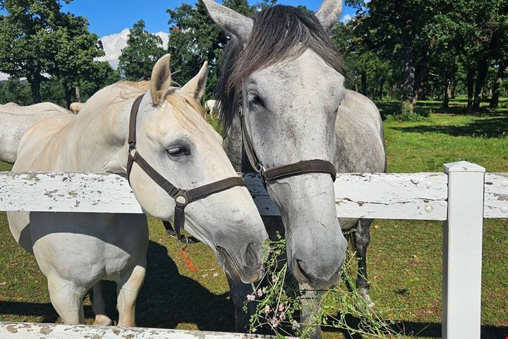 I leggendari cavalli di Lipiza: un' esperienza indimenticabile a pochi passi da Trieste