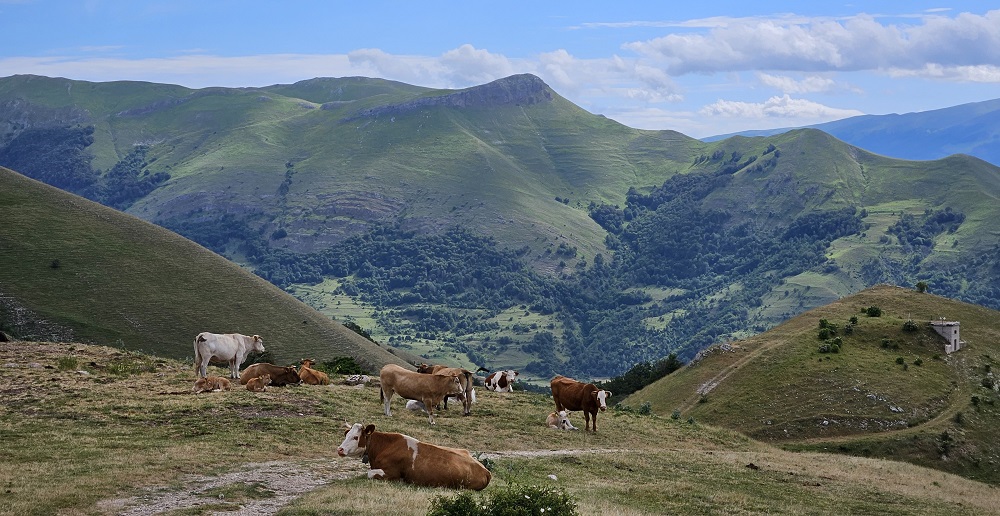 Da Cittareale nell'entroterra reatino ai campi fioristi di Castelluccio di Norcia, un percorso di sorprese tra natura, storia ed enogastronomia.