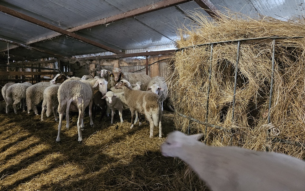 Da Cittareale nell'entroterra reatino ai campi fioristi di Castelluccio di Norcia, un percorso di sorprese tra natura, storia ed enogastronomia.