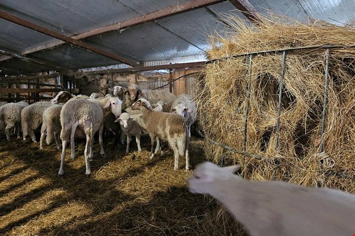 Da Cittareale nell'entroterra reatino ai campi fioristi di Castelluccio di Norcia, un percorso di sorprese tra natura, storia ed enogastronomia.