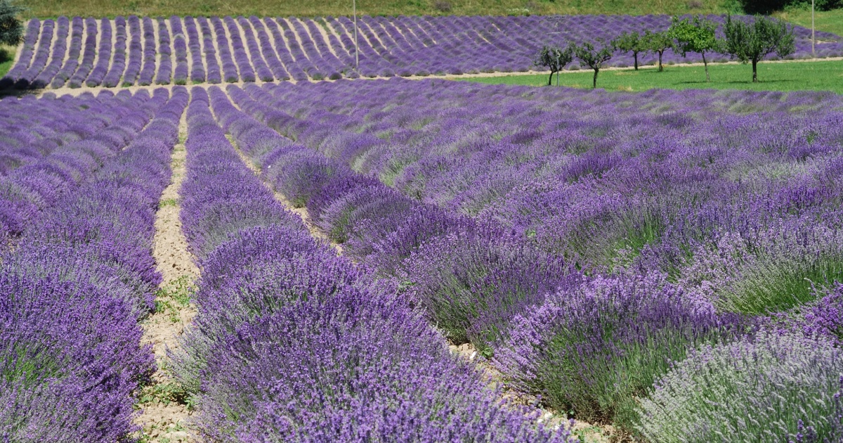 Lo sai che in Piemonte c'è la piccola Provenza italiana? È a 90 minuti da Torino