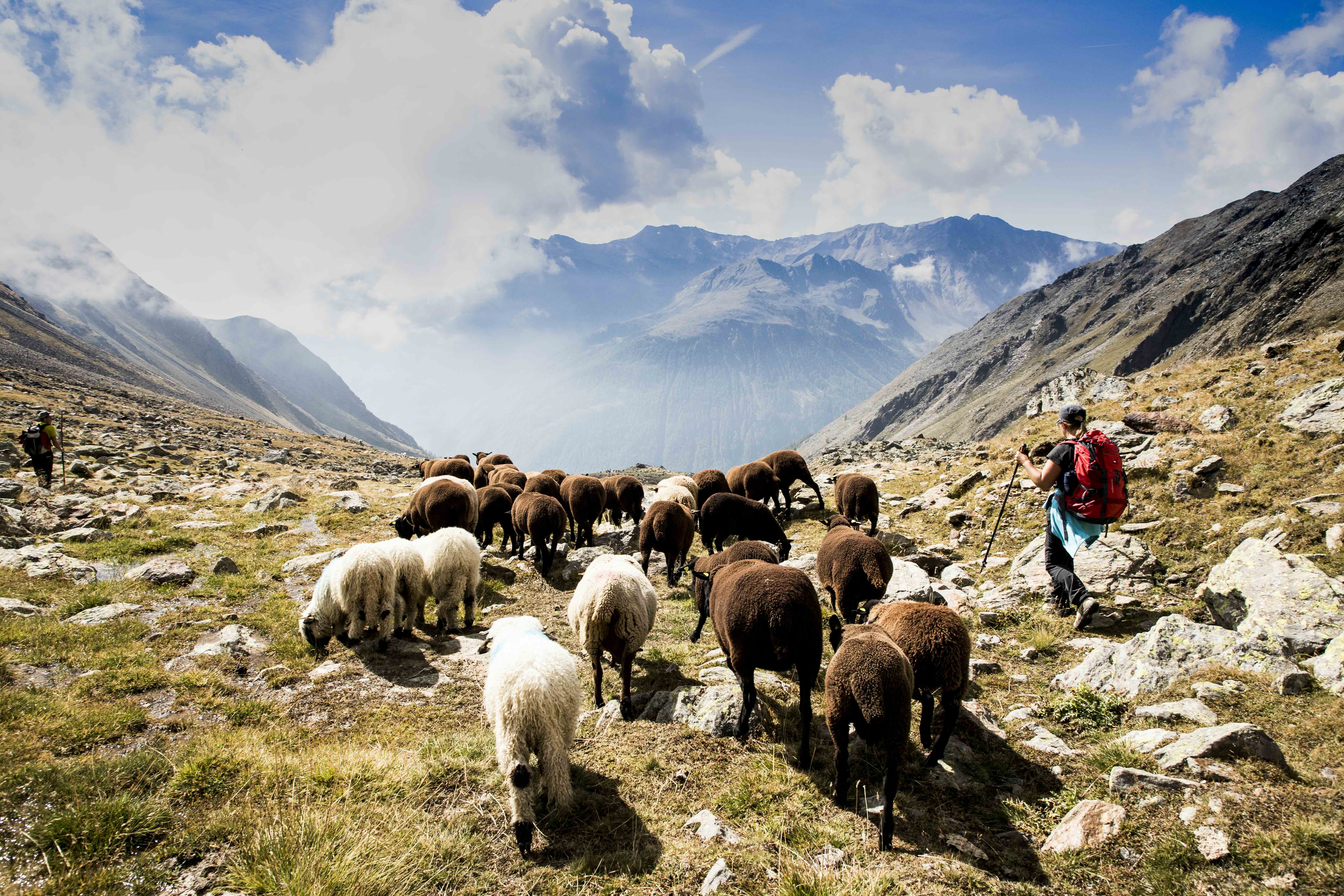 Vivi la millenaria tradizione alpina: la transumanza in Val Senales, patrimonio UNESCO, e l’emozione dello sci sul ghiacciaio a settembre