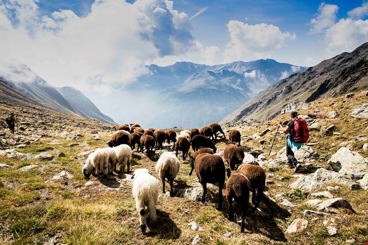 Vivi la millenaria tradizione alpina: la transumanza in Val Senales, patrimonio UNESCO, e l’emozione dello sci sul ghiacciaio a settembre