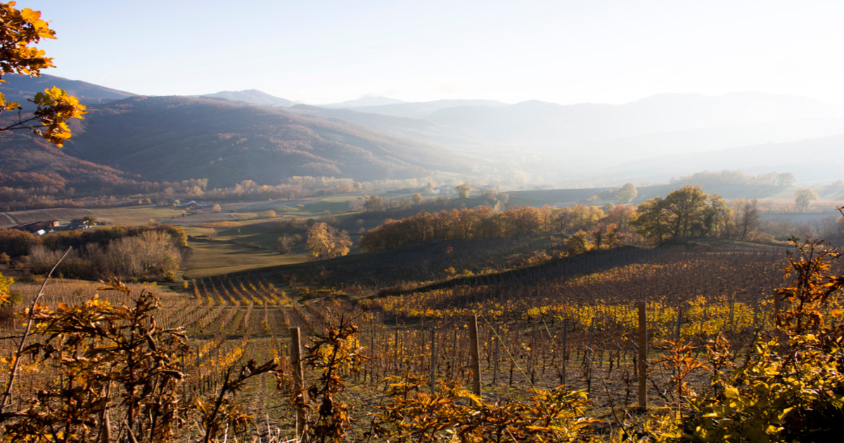 Si raffredda il sole ma si scaldano le foglie: ecco 3 luoghi dove si può ammirare lo spettacolo del foliage in Italia in una gita fuori porta