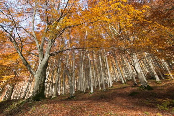 Si raffredda il sole ma si scaldano le foglie: ecco 3 luoghi dove si può ammirare lo spettacolo del foliage in Italia in una gita fuori porta