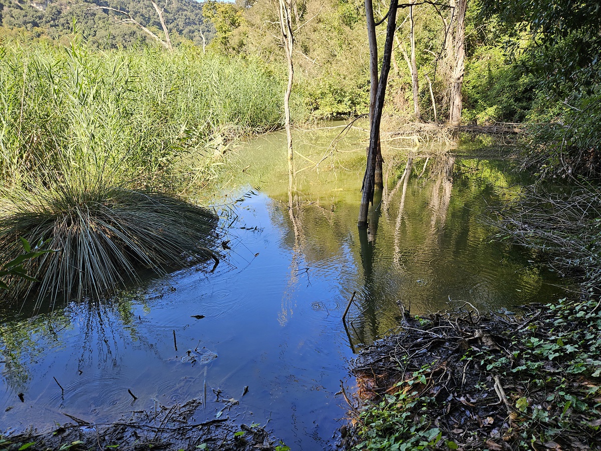 Discesa in un cratere green: 230 ettari di boschi con inversione vegetazionale: un bagno di foresta allietato dai vini dei Campi Flegrei